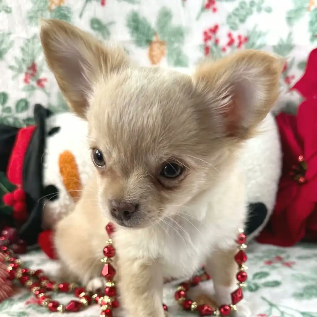 Chihuahua pelo largo crema