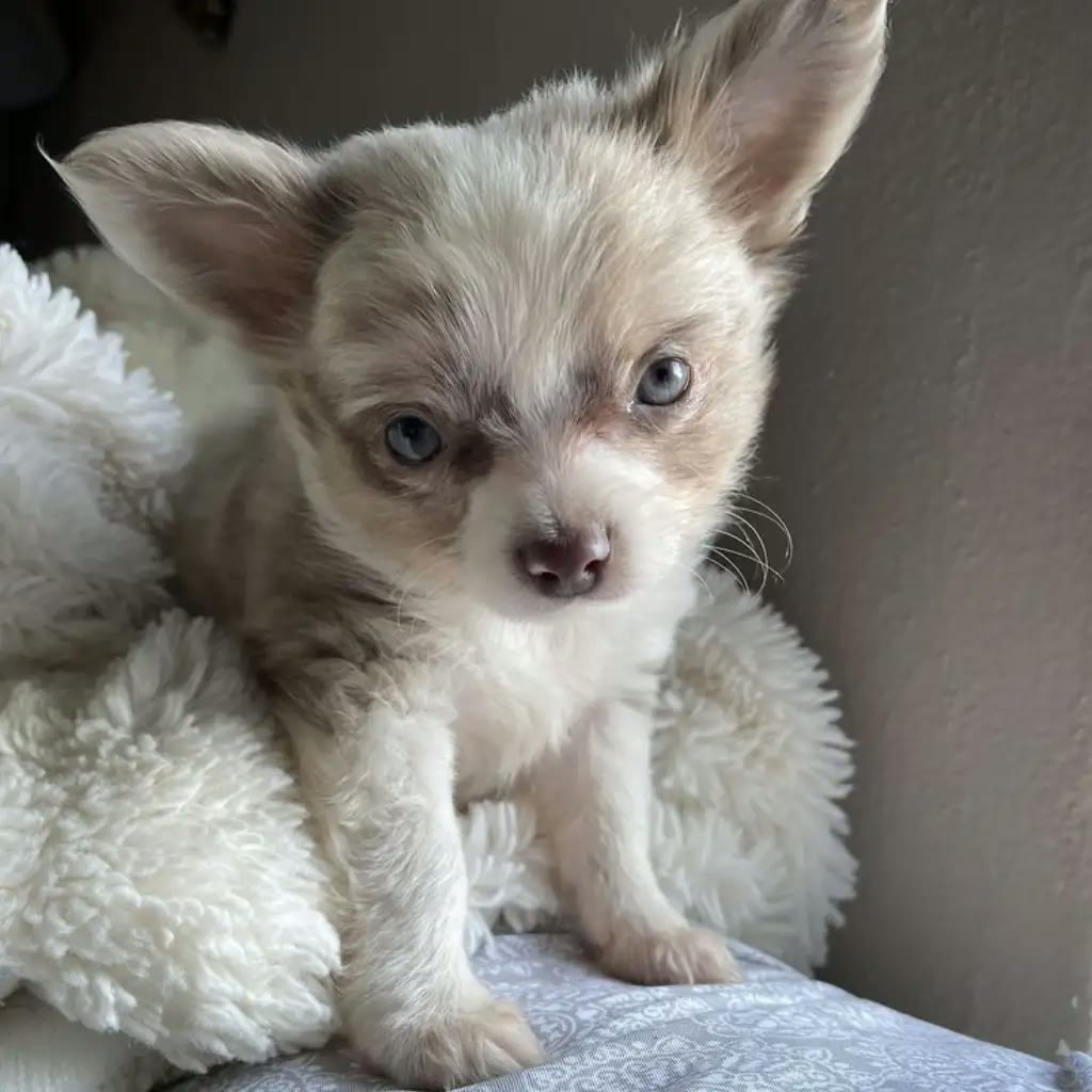 Chihuahua pelo largo merle