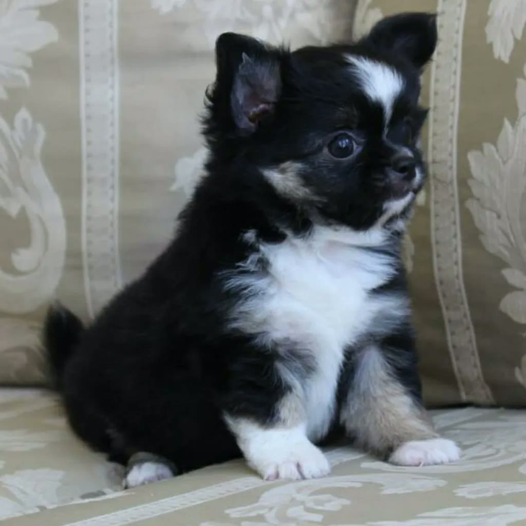 Chihuahua pelo largo negro sólido